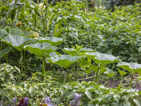 Zorgboerderij Slangenburg moestuin